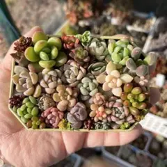 多肉寄せ植え カット苗 詰め合わせ ちまちま弁当 p