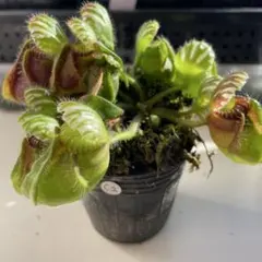 2025年最新】食虫 セファロタスの人気アイテム - メルカリ