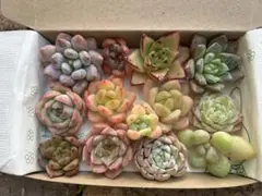 多肉植物 エケベリア セダム カット苗 詰め合わせ 寄せ植えセット多肉弁当