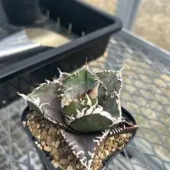 R.M.S様 リクエスト 2点 まとめ商品