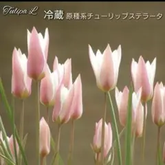 ichig☺︎様 リクエスト 10点 まとめ商品