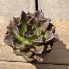 ジョンちゃん様 リクエスト 2点 まとめ商品