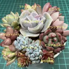 2026年最新】ピンクルルビーの人気アイテム - メルカリ