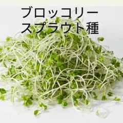 ブロッコリー スプラウト 種 2000粒前後のサムネイル
