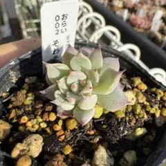 2025年最新】おらいさん苗 そわそわの人気アイテム - メルカリ