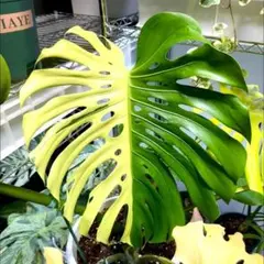 M839Monstera Lemon Lime モンステラ レモンライム TC株 - メルカリ