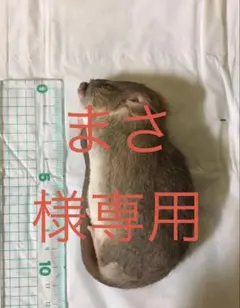 Item thumbnail for item 8fa51daf-c9e1-4bf3-af66-0e63e6c39269