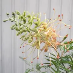 meeko様 リクエスト 2点 まとめ商品