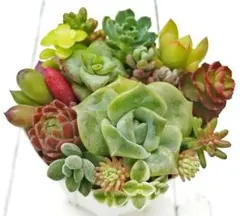 (77)カット苗 詰め合わせ 多肉 寄せ植えのサムネイル