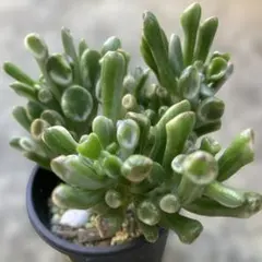 2025年最新】ゴーラム錦の人気アイテム - メルカリ