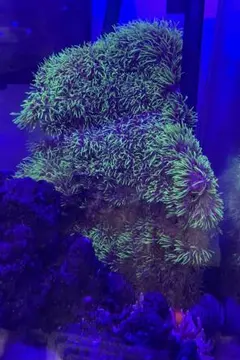 【値下げ品】人工ライブロック BG08 41×26×21 2026年最新】ライブロック 海水魚の人気アイテム - メルカリ