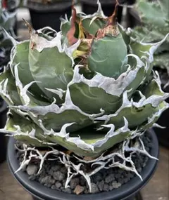 2025年最新】チタノタ子株の人気アイテム - メルカリ