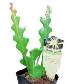 フィッシュボーンカクタス 多肉植物　観葉植物　新品　希少　人気　ネコポス　札付きのサムネイル