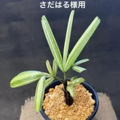 至宝の逸品】富貴蘭 山陰大関の縞（門外不出で作られいたオリジナル品