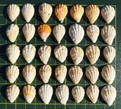 天然貝殻大きめ35個セット まとめ売り ハンドメイド素材 レジン工作【134】
