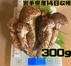 岩手県産松茸10/11収穫（総重量約1.65kg）