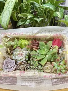 多肉植物 カット苗詰め合わせ
