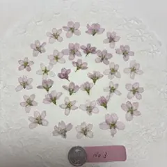 押し花素材☆啓翁桜＊ケイオウサクラNO3☆*:
