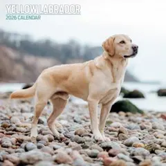 Item thumbnail for item 36109b16-ba83-4e6d-8df3-3276a77a5930