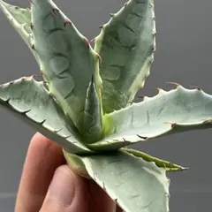 2025年最新】パラサナの人気アイテム - メルカリ