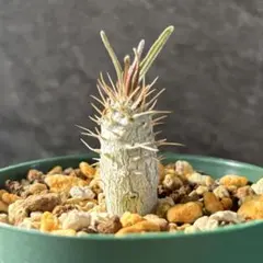 グラキリス 種子 パキポディウム gracilius 象牙宮 塊根植物 - メルカリ