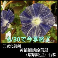 2026年最新】変化朝顔の人気アイテム - メルカリ