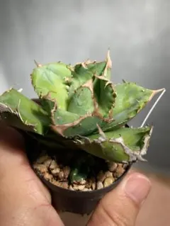 M H様 リクエスト 2点 まとめ商品