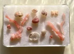 ミニチュア貝殻と枝珊瑚のピンク系セット② てのひら標本（極小）