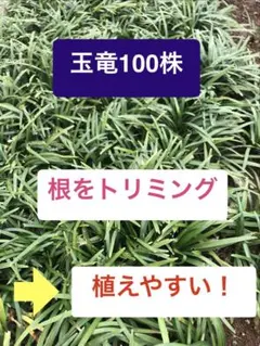 龍の髭（黒龍）リュウノヒゲ（コクリュウ）抜き苗 2株 - メルカリ