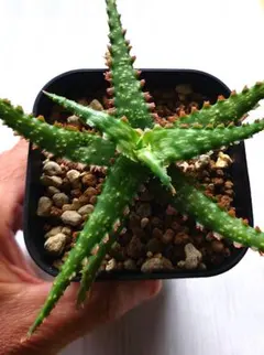 クニさぁ様 リクエスト 2点 まとめ商品