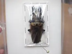 2026年最新】昆虫標本の人気アイテム - メルカリ