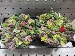 多肉植物　カット 2ポットセット　ちまちま寄せ　ネコポス発送