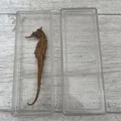 2026年最新】タツノオトシゴ剥製の人気アイテム - メルカリ