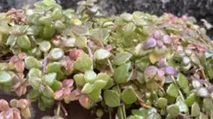 ♥Duffy♥様 リクエスト 3点 まとめ商品