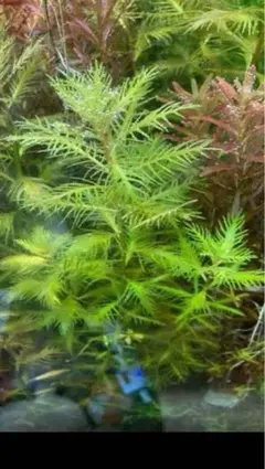 メルカリ 水草※プロセルピナカ・パルストリス(3本)