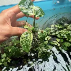 激レア】アヌビアス 斑入り キング 希少種 水草 - メルカリ