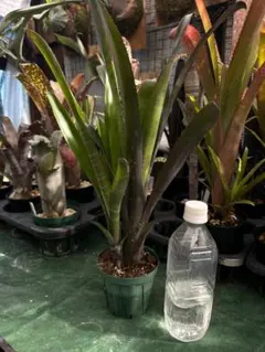 洋蘭 洋ラン セロジネ ローレンセアナ Coelogyne - メルカリ