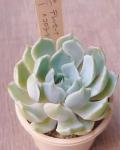 miso苗⭐️リナシナ×(月影×ノバ)⭐️札付ミソップさん 多肉 エケベリア miso苗⭐️リナシナ×(月影×ノバ)⭐️札付ミソップさん 多肉