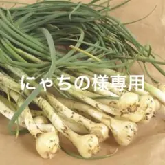 にゃちの様専用ノビル