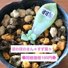 2026年最新】葉挿し 発芽済みの人気アイテム - メルカリ