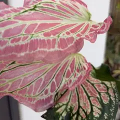 カラジウム　ピンクシンフォニー　大きめ抜き苗②速達付きのサムネイル