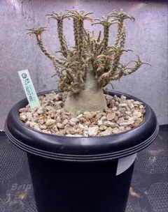 激レア【ドルステニア ギガス実生】 親株に セラアート4号ロング発送 G50 激レア【ドルステニア ギガス実生】 親株に セラアート4号ロング発送 G50