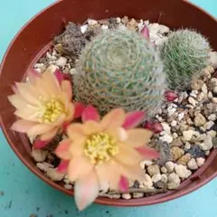 サボテン アルビフローラhyb オレンジ花 抜き苗 花サボテン オレンジ 抜き苗 ロビビオプシス 開花株 サボテン