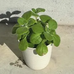 【アロマティカス】6cmプラポット付　3苗