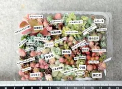 多肉植物 カット苗 セダムセット