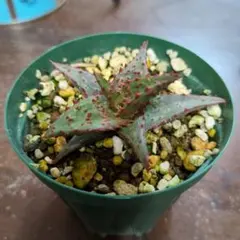 2026年最新】アロエ カスティロニアエの人気アイテム - メルカリ