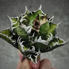 2025年最新】ゴリ猫の人気アイテム - メルカリ