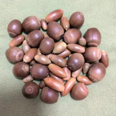 どんぐり クヌギ他ミックス 40個