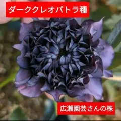 2026年最新】クリスマスローズ クレオパトラの人気アイテム - メルカリ