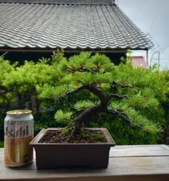 現地引き取り限定 山木蝦夷松盆栽 - メルカリ